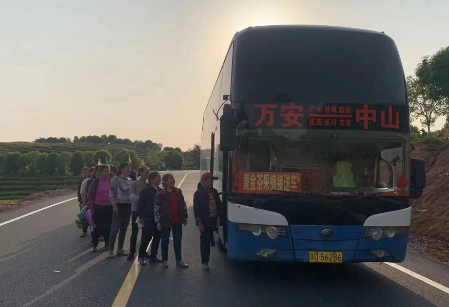 吉安長運:開通采茶專線 助力茶農追光
